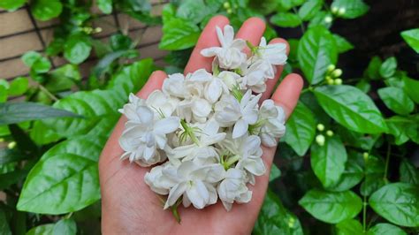 BULAKLAK NG PILIPINAS .